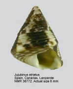 Jujubinus striatus (15)